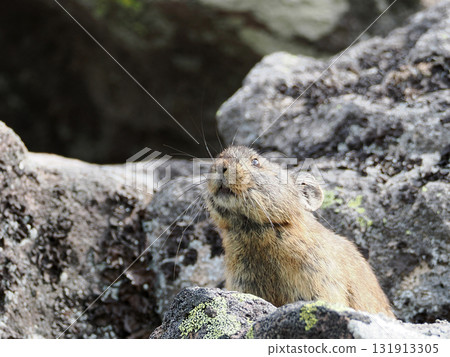 Pika living in the scree 131913305