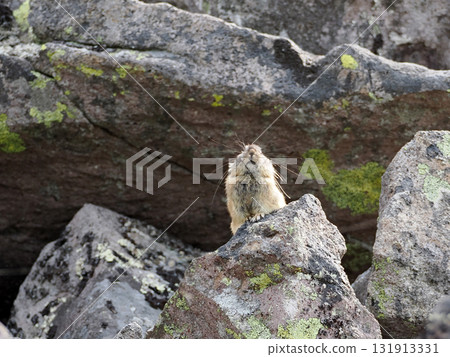 Pika living in the scree 131913331