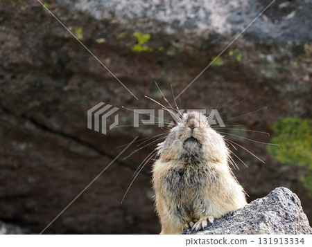 Pika living in the scree Pika living in the scree 131913334
