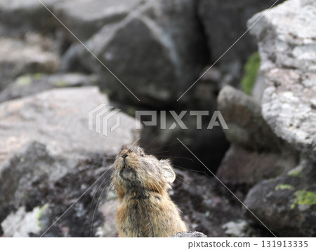 Pika living in the scree Pika living in the scree 131913335
