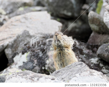 Pika living in the scree Pika living in the scree 131913336