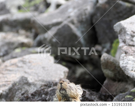 Pika living in the scree Pika living in the scree 131913338