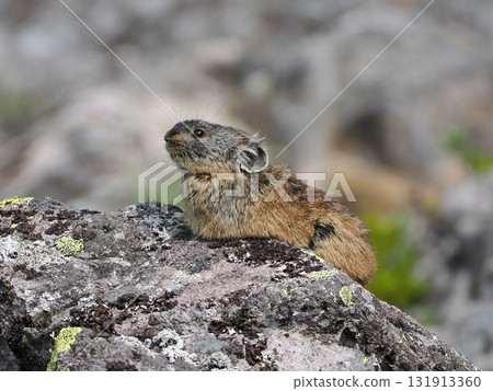 Pika living in the scree Pika living in the scree 131913360