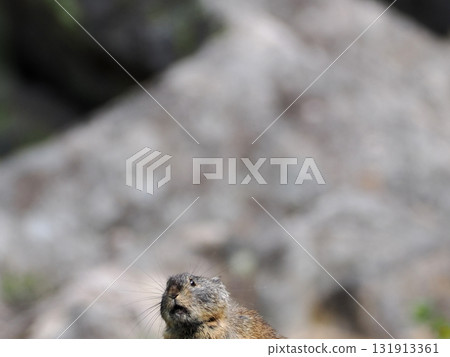 Pika living in the scree Pika living in the scree 131913361