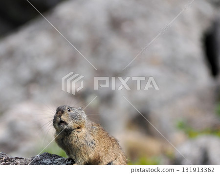 Pika living in the scree Pika living in the scree 131913362