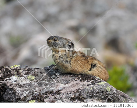 Pika living in the scree Pika living in the scree 131913363