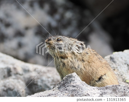 Pika living in the scree Pika living in the scree 131913365