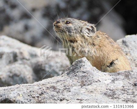 Pika living in the scree Pika living in the scree 131913366