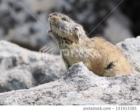 Pika living in the scree Pika living in the scree 131913385