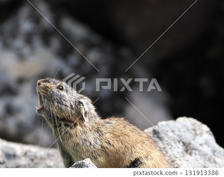 Pika living in the scree Pika living in the scree 131913386