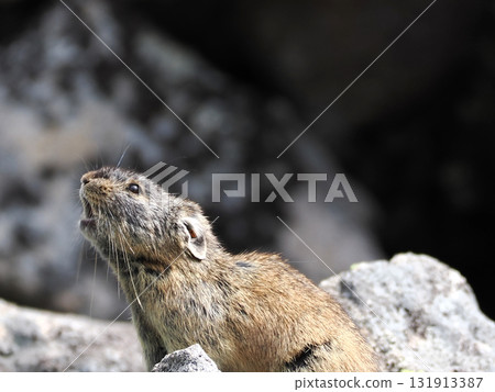 Pika living in the scree Pika living in the scree 131913387