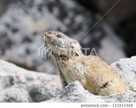 Pika living in the scree 131913389