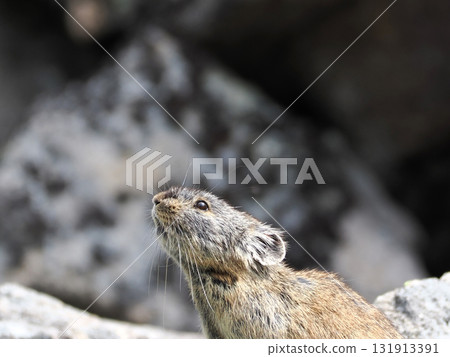 Pika living in the scree Pika living in the scree 131913391
