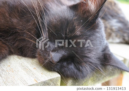 田代島、貓島、島站、貓 131913413