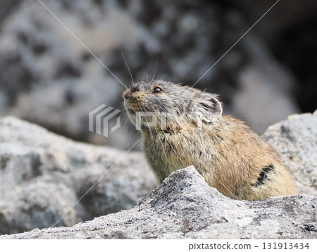 Pika living in the scree Pika living in the scree 131913434