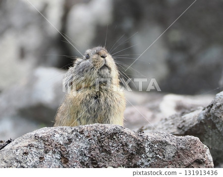 Pika living in the scree Pika living in the scree 131913436