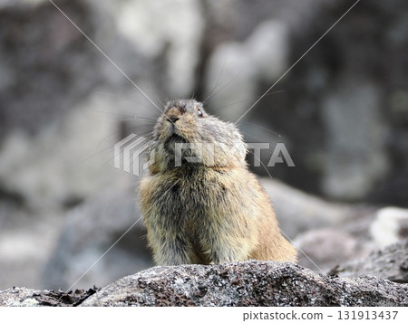 Pika living in the scree Pika living in the scree 131913437
