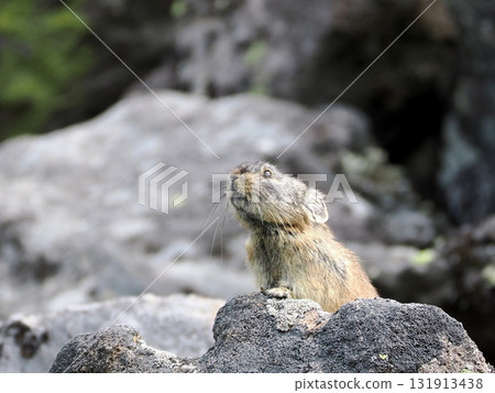 Pika living in the scree Pika living in the scree 131913438