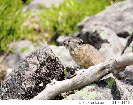 Pika living in the scree Pika living in the scree 131913440