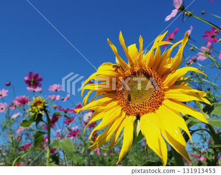 Cosmos and sunflowers Cosmos and sunflowers 131913453