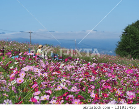 盛開的大波斯菊和榛名山 盛開的大波斯菊和榛名山 131913456