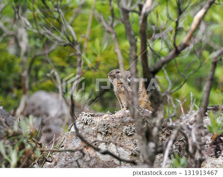 Pika living in the scree Pika living in the scree 131913467