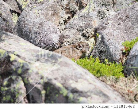 Pika living in the scree Pika living in the scree 131913468