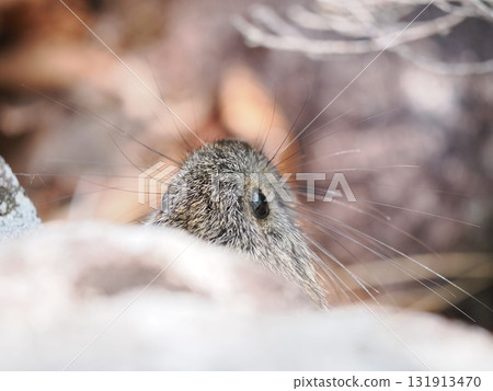 Pika living in the scree Pika living in the scree 131913470