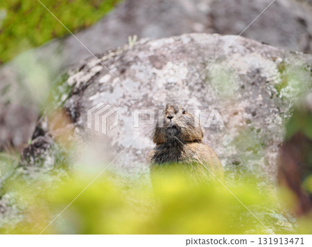 Pika living in the scree Pika living in the scree 131913471