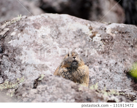 Pika living in the scree Pika living in the scree 131913472