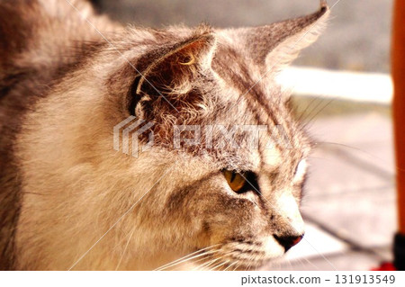 田代島、貓島、貓、仁戶田港 131913549