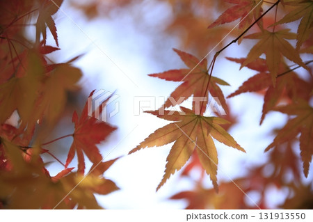 秋天的楓葉 131913550