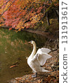 天鵝在秋葉間游泳 131913617