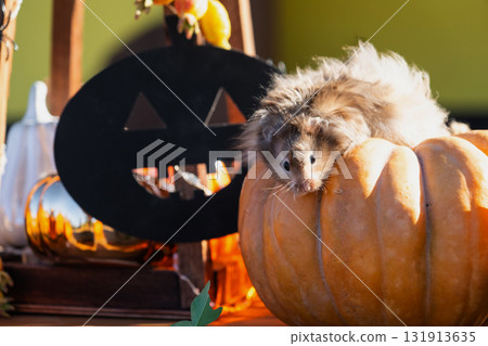 A funny shaggy fluffy hamster sits outdoor on a pumpkin in a Halloween decor among garlands, lanterns, candles. Harvest Festival 131913635