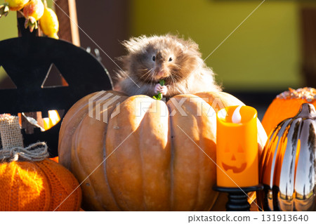 A funny shaggy fluffy hamster sits outdoor on a pumpkin in a Halloween decor among garlands, lanterns, candles. Harvest Festival 131913640