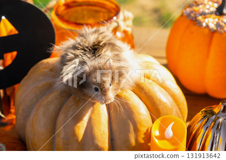 A funny shaggy fluffy hamster sits outdoor on a pumpkin in a Halloween decor among garlands, lanterns, candles. Harvest Festival A funny shaggy fluffy hamster sits outdoor on a pumpkin in a Halloween decor among garlands, lanterns, candles. Harvest Festival 131913642