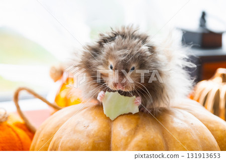 A funny shaggy fluffy hamster sits on a pumpkin and chews a leaf in a Halloween decor among garlands, lanterns, candles. Harvest Festival 131913653