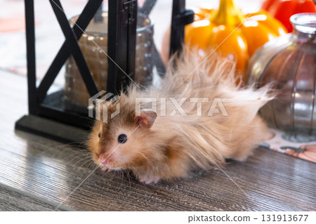 Funny shaggy fluffy hamster in Halloween and autumn decor among pumpkins, yellow leaves on table. Harvest Festival Funny shaggy fluffy hamster in Halloween and autumn decor among pumpkins, yellow leaves on table. Harvest Festival 131913677