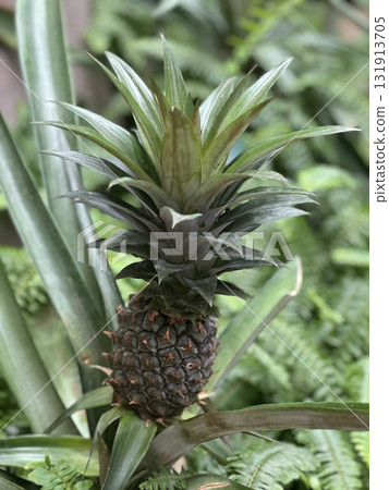 菠蘿 131913705