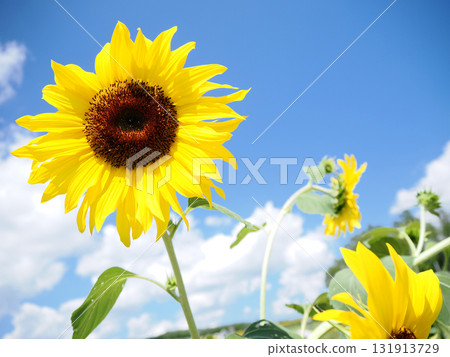 sunflower flower closeup 131913729