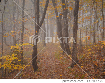 Enchanting hiking trail through idyllic foggy autumn forest in dreamy Plitvice lakes National Park. Spooky fantasy atmospheric mood in autumn woodland 131913736