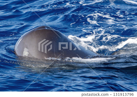 spermwhale head close up breathing on blue sea in mediterranean ligurian sea 131913796