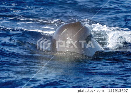 spermwhale head close up breathing on blue sea in mediterranean ligurian sea 131913797
