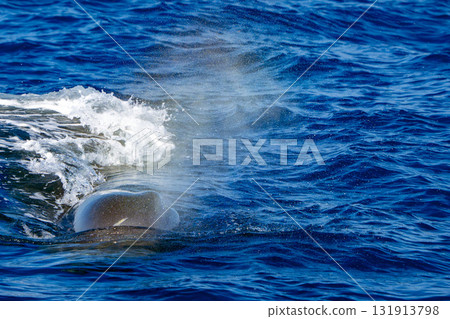 spermwhale breathing on blue sea in mediterranean ligurian sea spermwhale breathing on blue sea in mediterranean ligurian sea 131913798