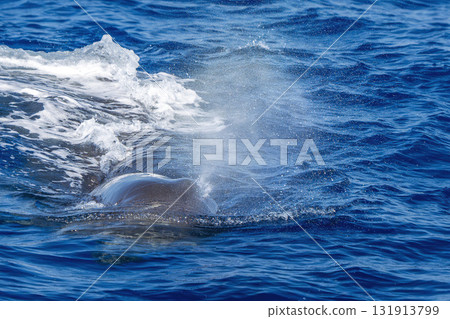 spermwhale breathing on blue sea in mediterranean ligurian sea 131913799