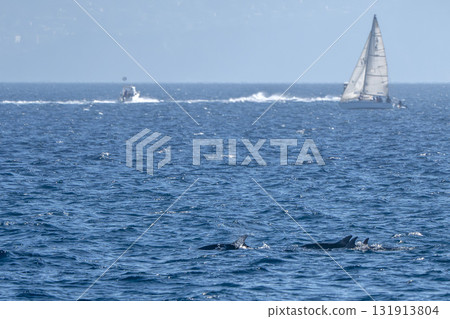 bottlenose dolphins jumping outside the sea out from genoa harbor, mediterranean sea, Liguria Italy bottlenose dolphins jumping outside the sea out from genoa harbor, mediterranean sea, Liguria Italy 131913804