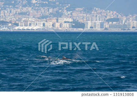 bottlenose dolphins jumping outside the sea out from genoa harbor, mediterranean sea, Liguria Italy 131913808