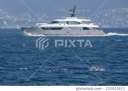 bottlenose dolphins jumping outside the sea out from genoa harbor, mediterranean sea, Liguria Italy bottlenose dolphins jumping outside the sea out from genoa harbor, mediterranean sea, Liguria Italy 131913811