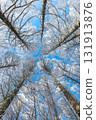 樹木延伸到冬日的天空 131913876