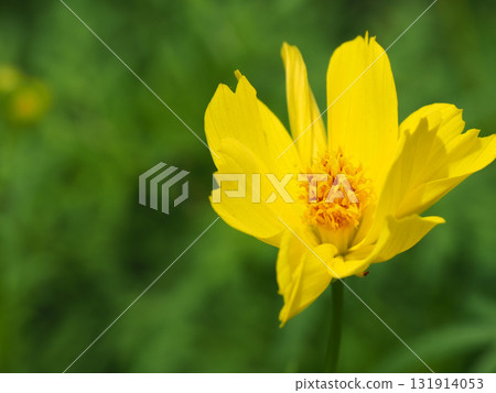 Yellow flower of yellow cosmos Yellow flower of yellow cosmos 131914053